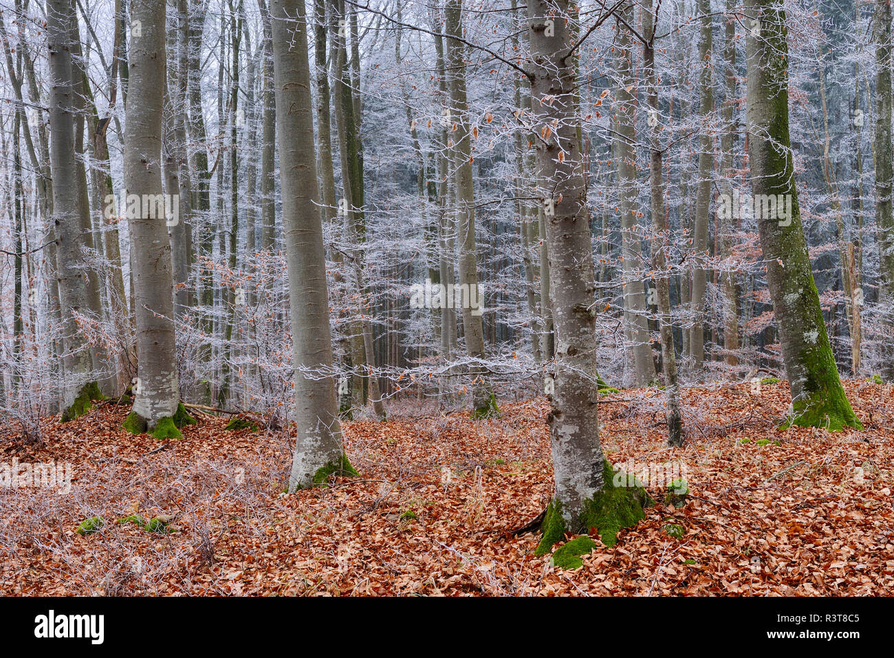 Hoar-frost at beech forest Stock Photo