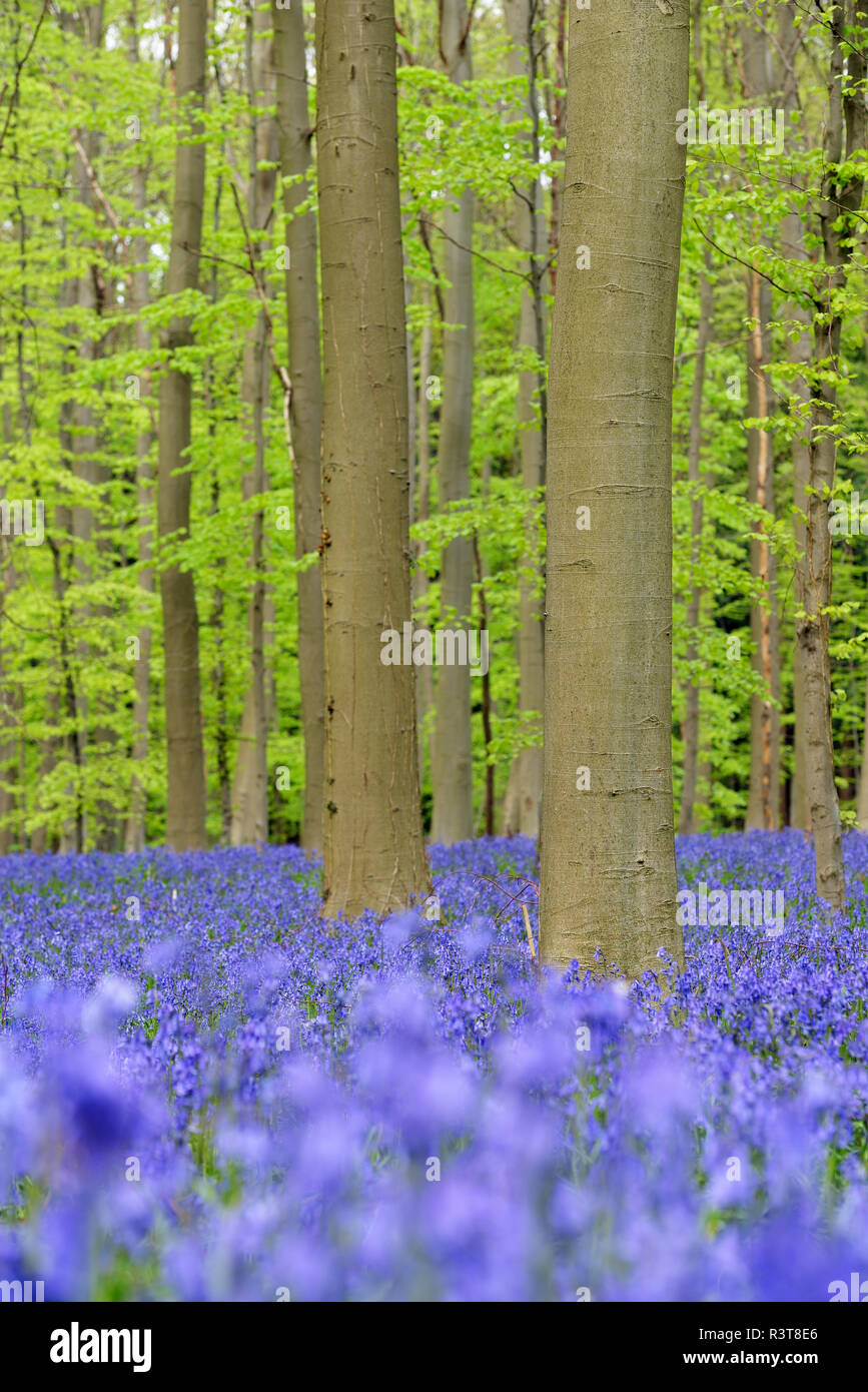 belgium, Flemish Brabant, Halle, Hallerbos, Bluebell flowers, Hyacinthoides non-scripta, beech forest in early spring Stock Photo