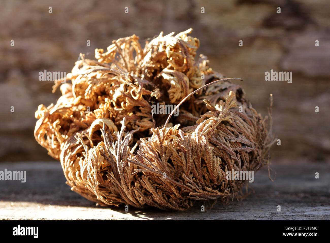 rose of jericho resurrection plant Stock Photo Alamy