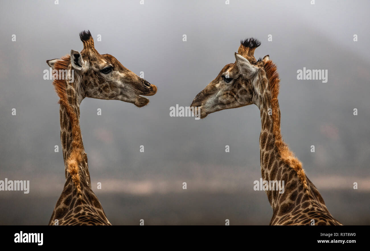 South Africa, Aquila Private Game Reserve, Giraffes, Giraffa camelopardalis, face to face Stock Photo