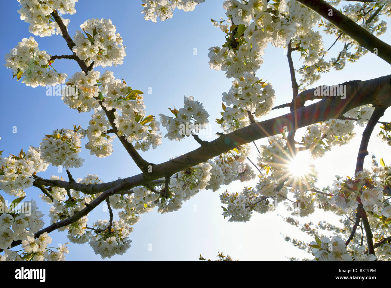 White cherry blossoms at backlight Stock Photo