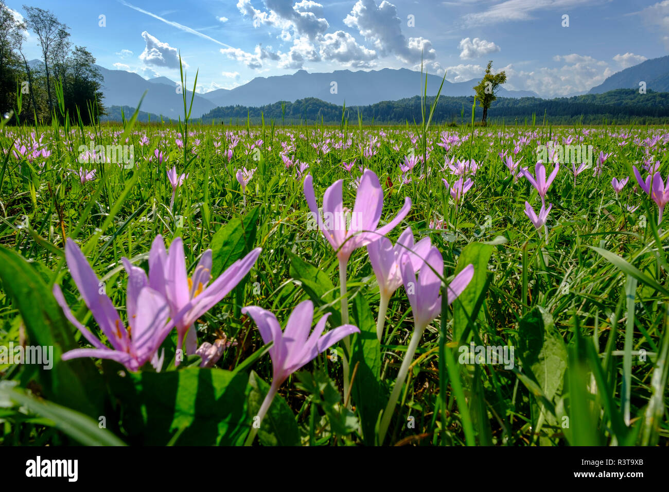 Germany, Bavaria, Murnauer Moos, Meadow saffron growing in the field Stock Photo