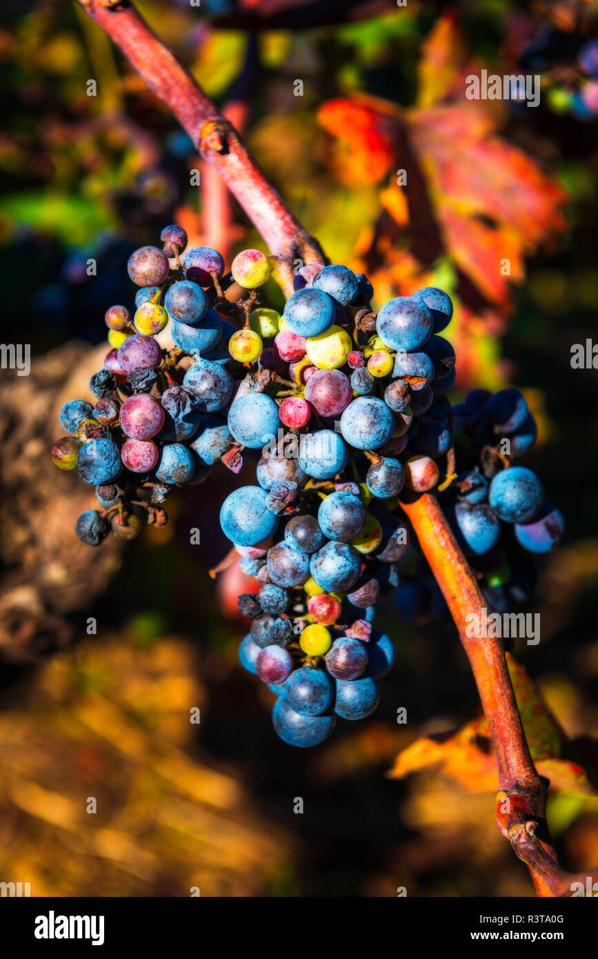 Peljesac wine hires stock photography and images Alamy