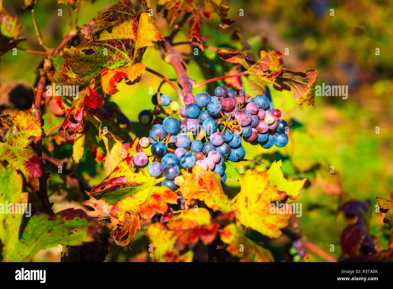 Peljesac wine hires stock photography and images Alamy