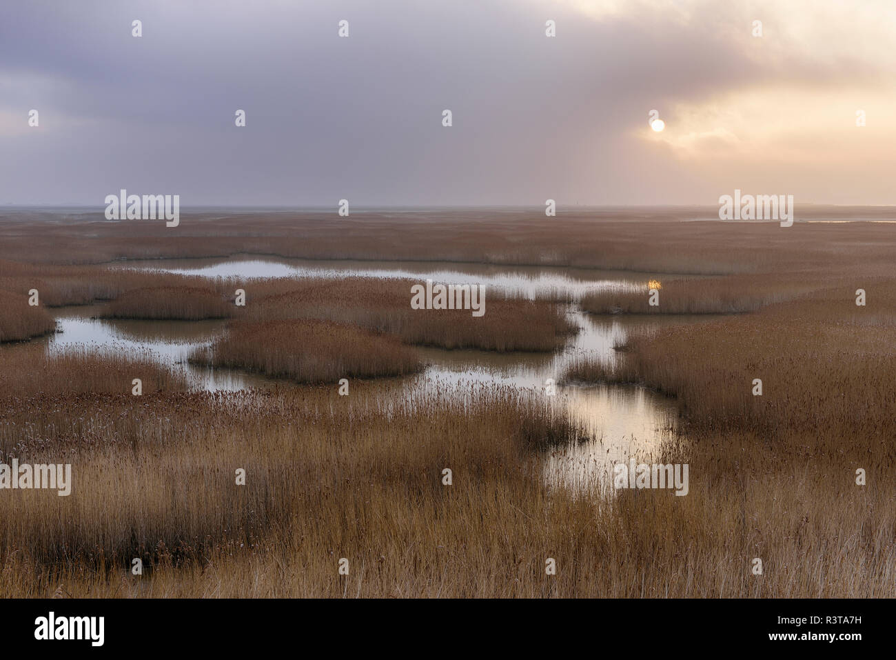 France, Le Havre, Seine River marsh with reed grass at sunrise Stock Photo