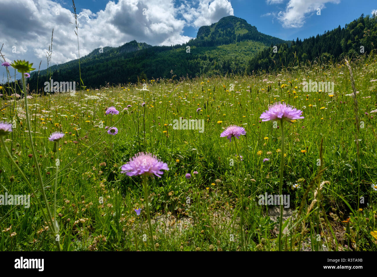 Germany, Bavaria, Swabia, Allgaeu, Tannheim Alps, flower meadow in Achen Valley near Pfronten Stock Photo