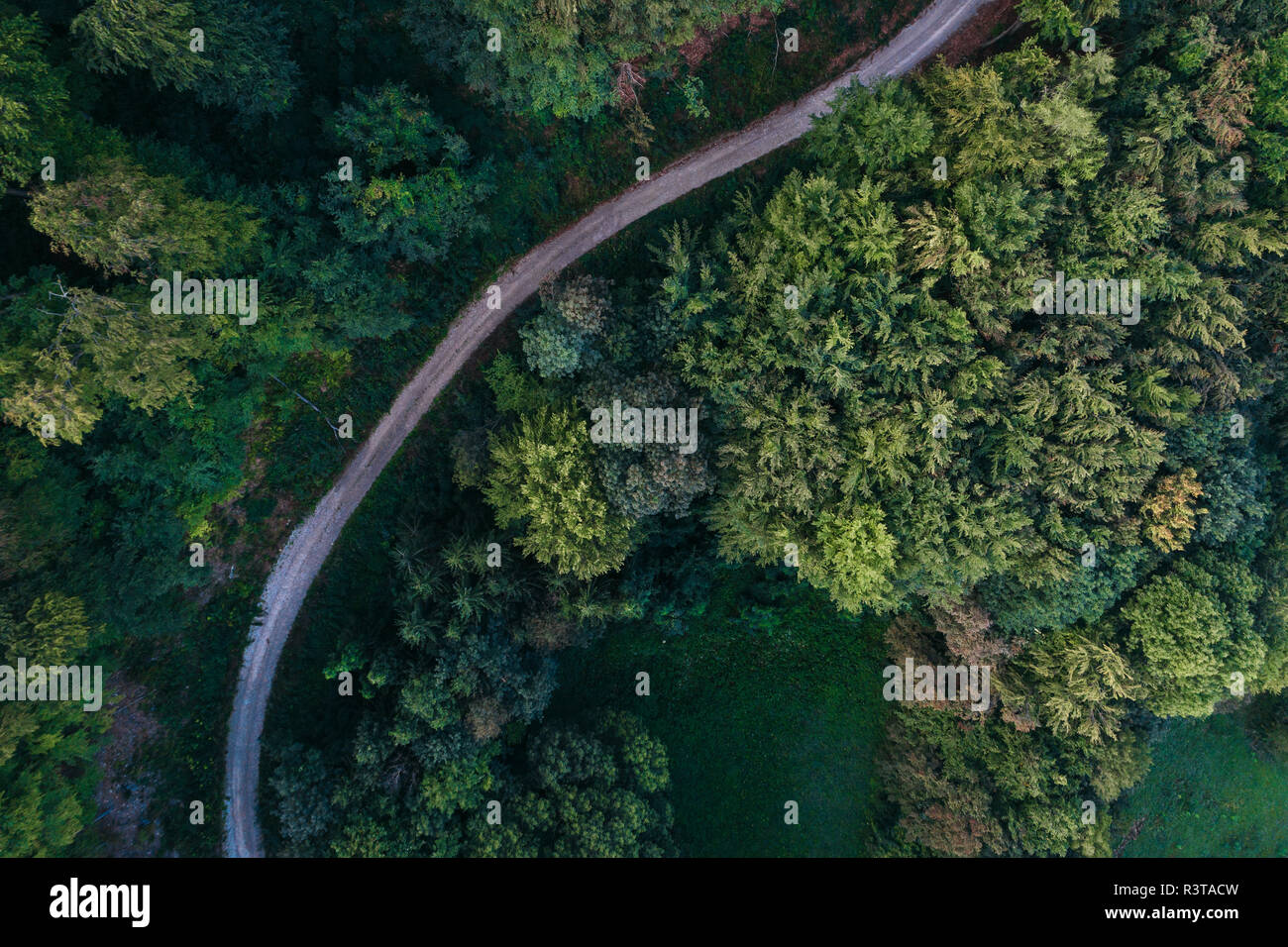 Austria, Lower Austria, Vienna Woods, Biosphere Reserve Vienna Woods, Aerial view of dirt road and forest in the early morning Stock Photo