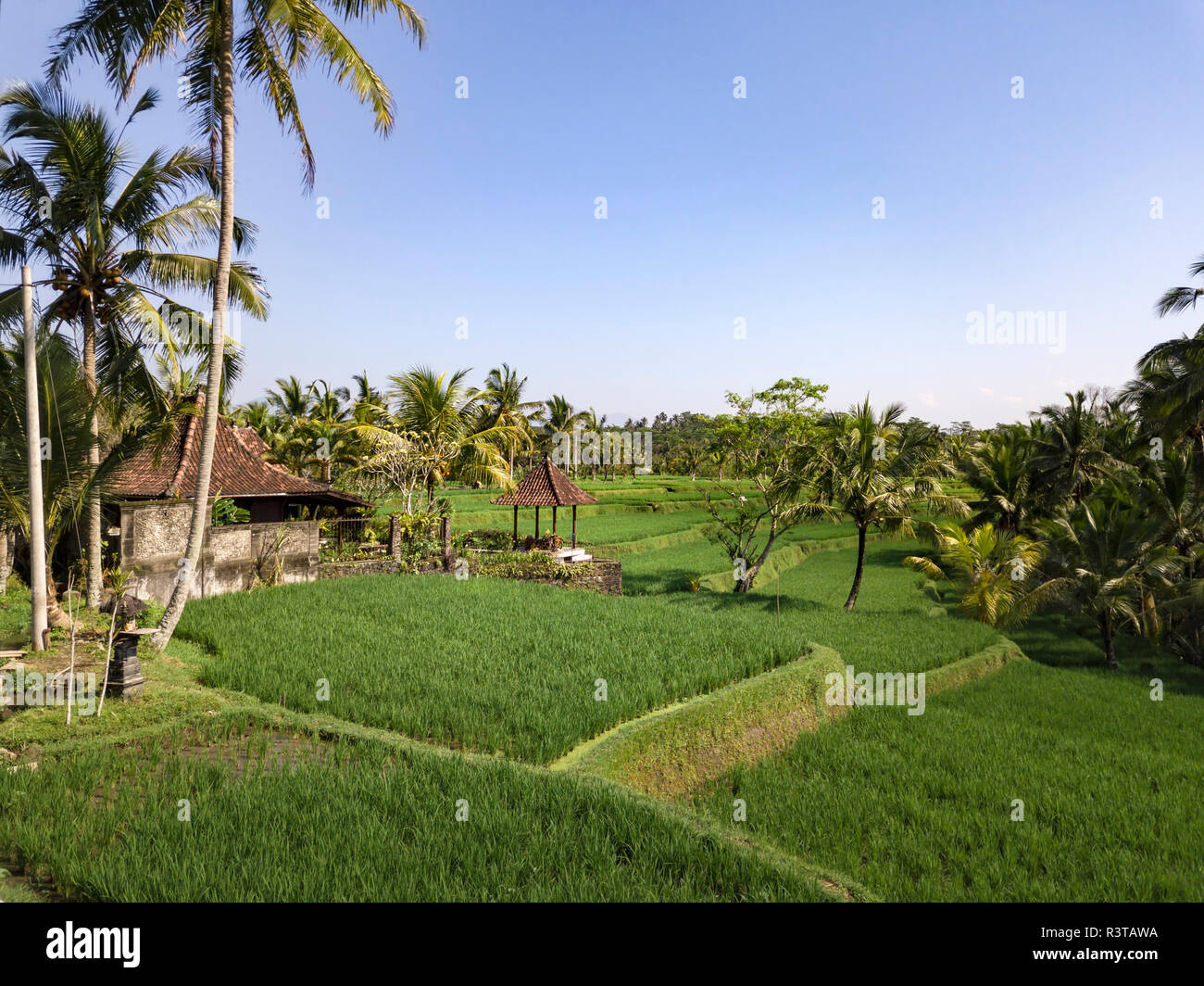 Indonesia, Bali, Ubud, Aerial view of rice fields Stock Photo