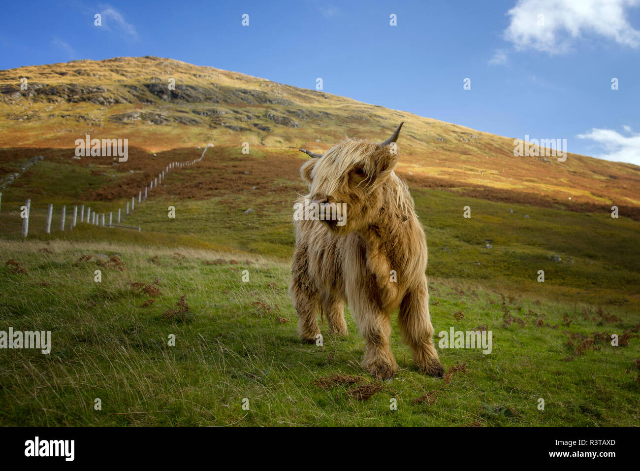 UK, Scotland, Highlands, highland cattle on a meadow Stock Photo - Alamy