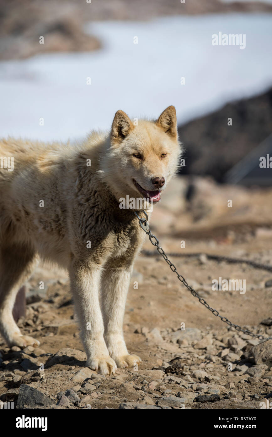 Greenland, Scoresbysund, aka Scoresby Sund, Ittoqqortoormiit sled dogs. Stock Photo