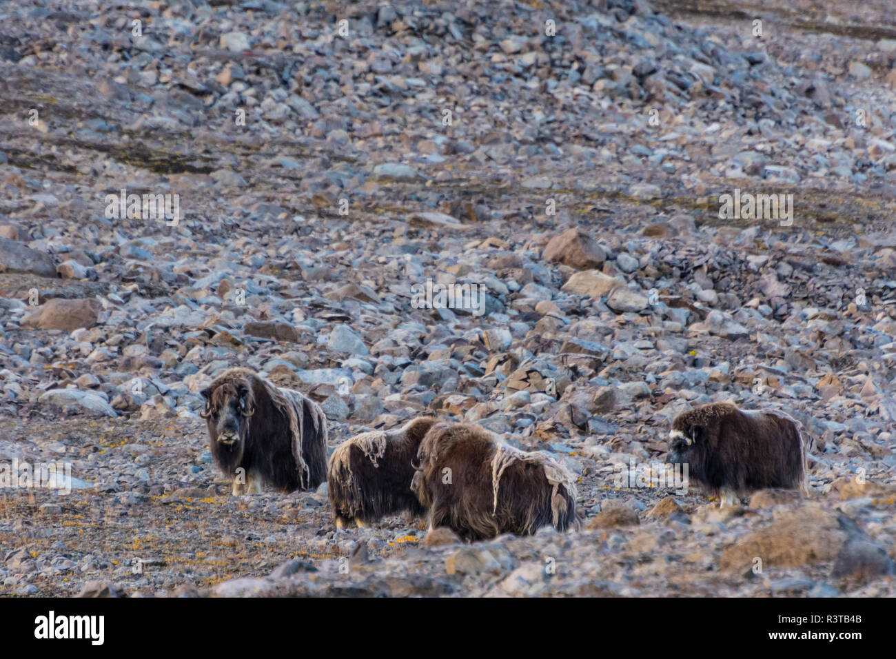 Greenland. Kong Oscar Fjord. Dream Bay. Herd of musk oxen. Stock Photo