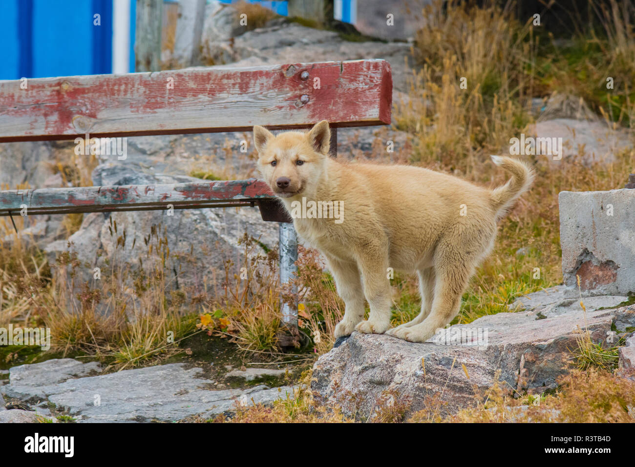 Greenland. Scoresby Sund. Ittoqqortoormiit. Sled dog puppy. Stock Photo