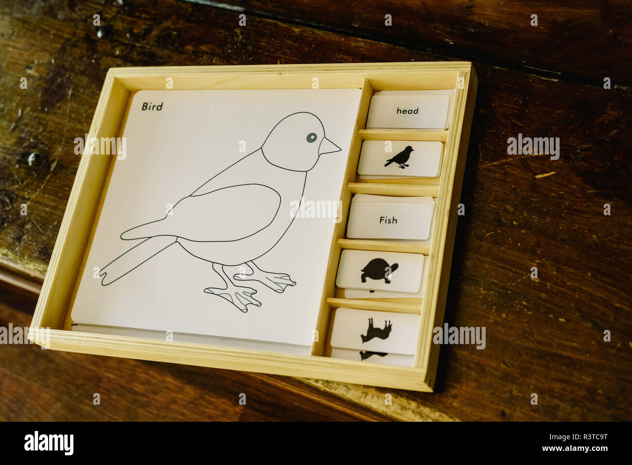 Cabinet For Boards To Learn Body Parts Of Animals Stock Photo Alamy