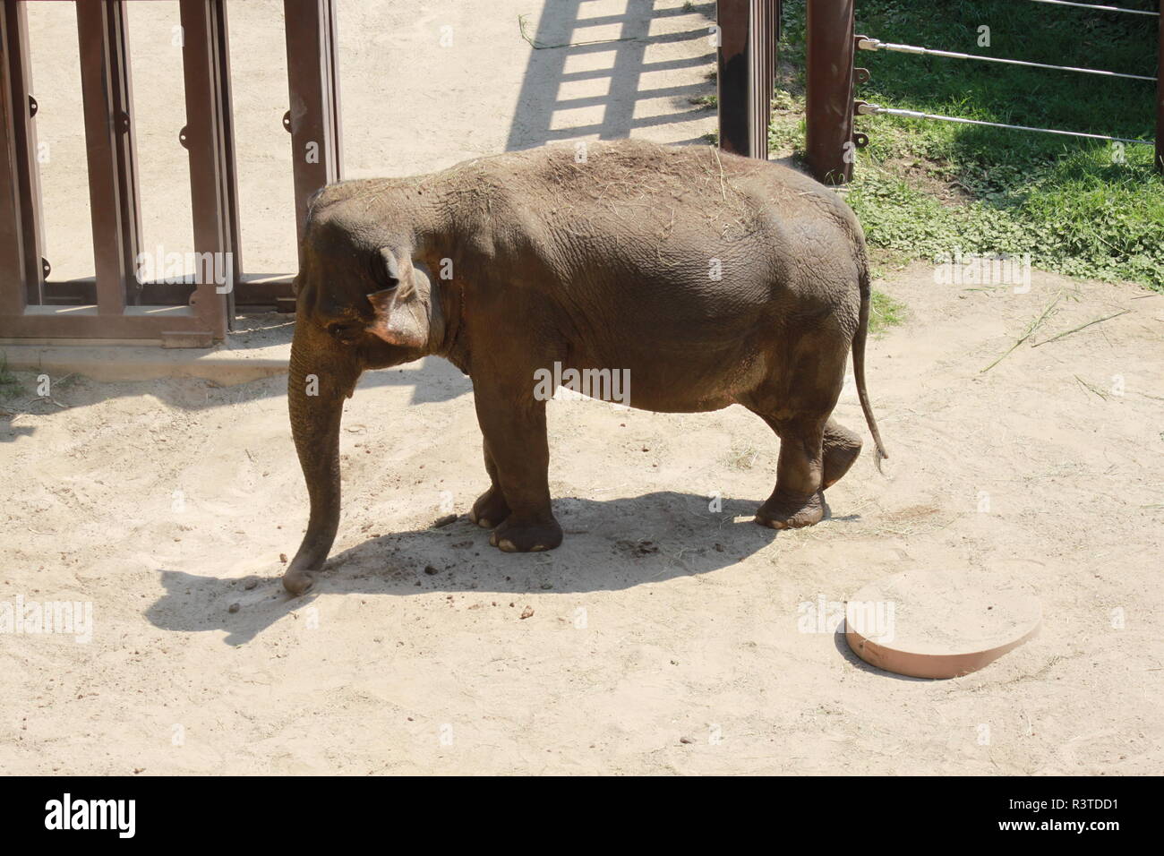 Smithsonian zoo elephant hires stock photography and images Alamy