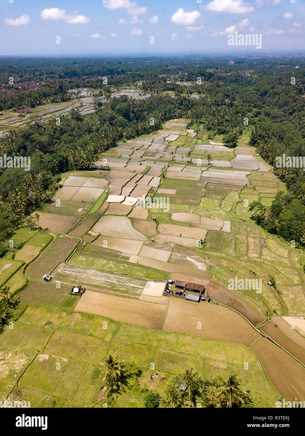 Indonesia, Bali, Ubud, Aerial view of rice fields Stock Photo
