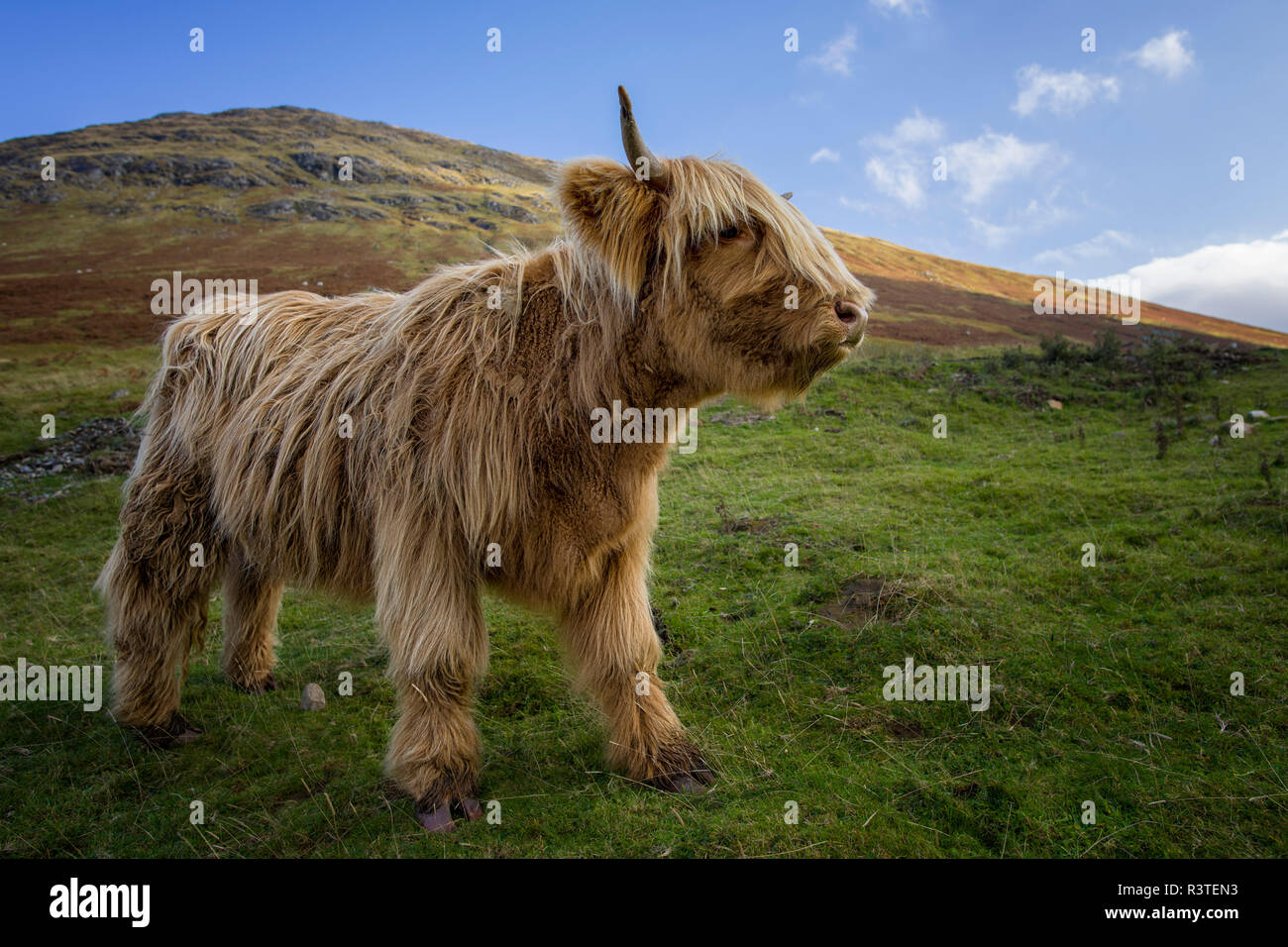 UK, Scotland, Highlands, highland cattle on a meadow Stock Photo - Alamy