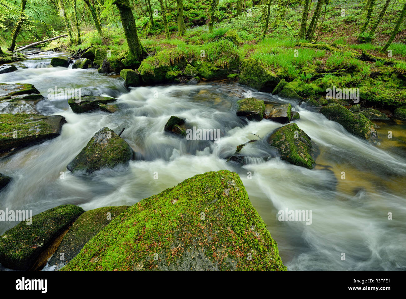 Great Britain, England, Cornwall, Liskeard, River Fowey at Golitha Falls Stock Photo