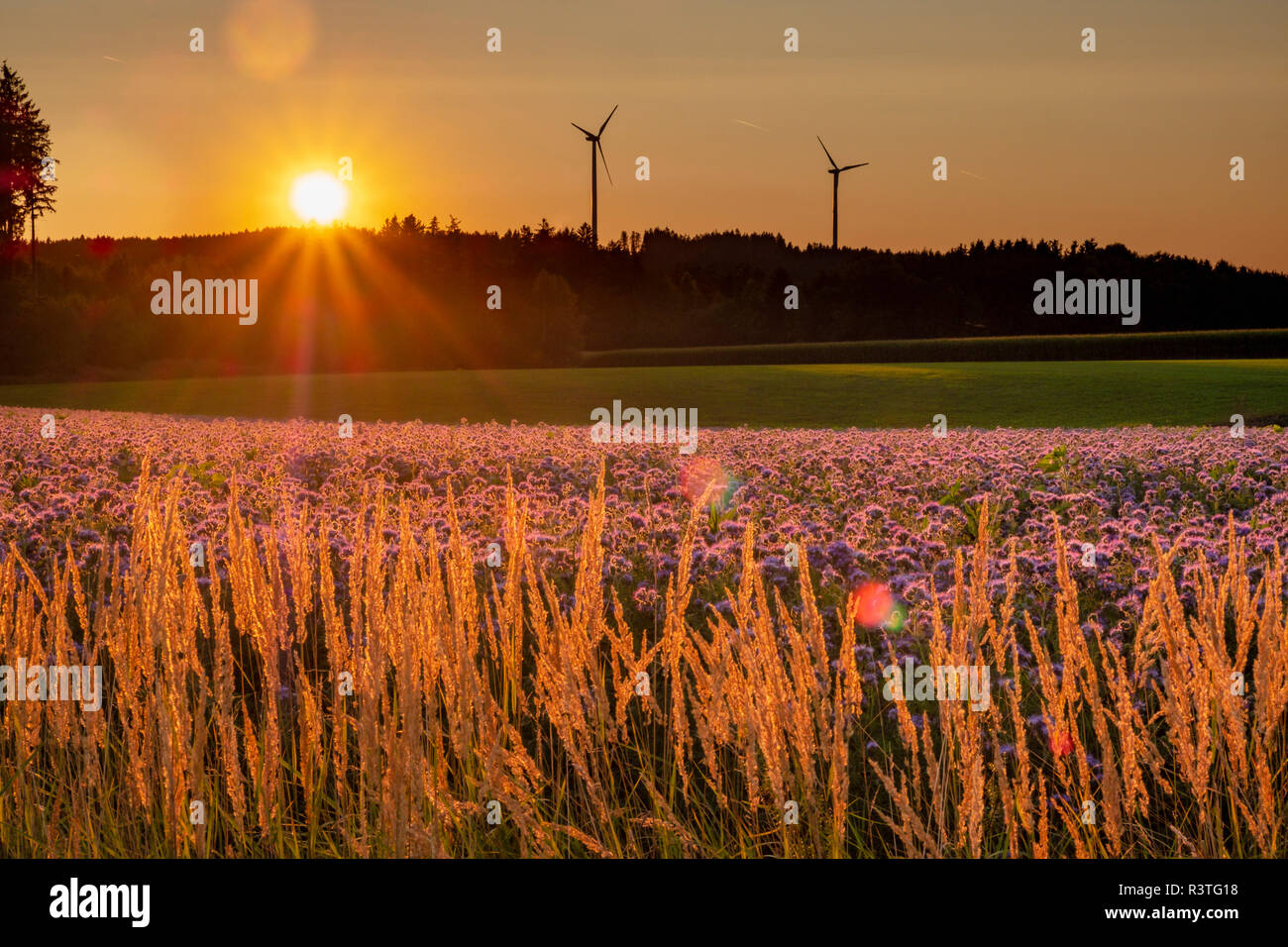 Germany, flowering scorpionweed in summer, wind park at sunset Stock Photo