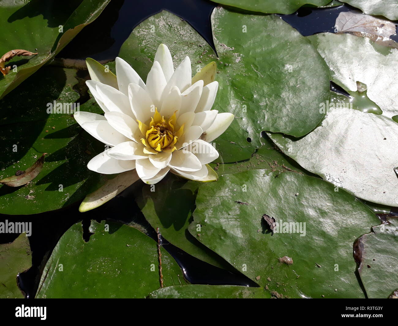 Water lily flower on a sunny day over a lake. Stock Photo