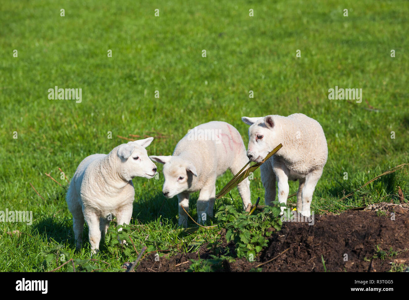 UK, Northern Ireland, County Antrim, Portballintrae, young sheep, springtime Stock Photo