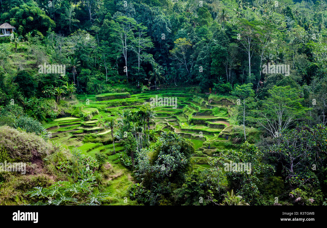 Bali Pulina Coffee Plantation, Bali Sebatu, Tegallalang, Gianyar, Bali  80561, Indonesia Stock Photo - Alamy