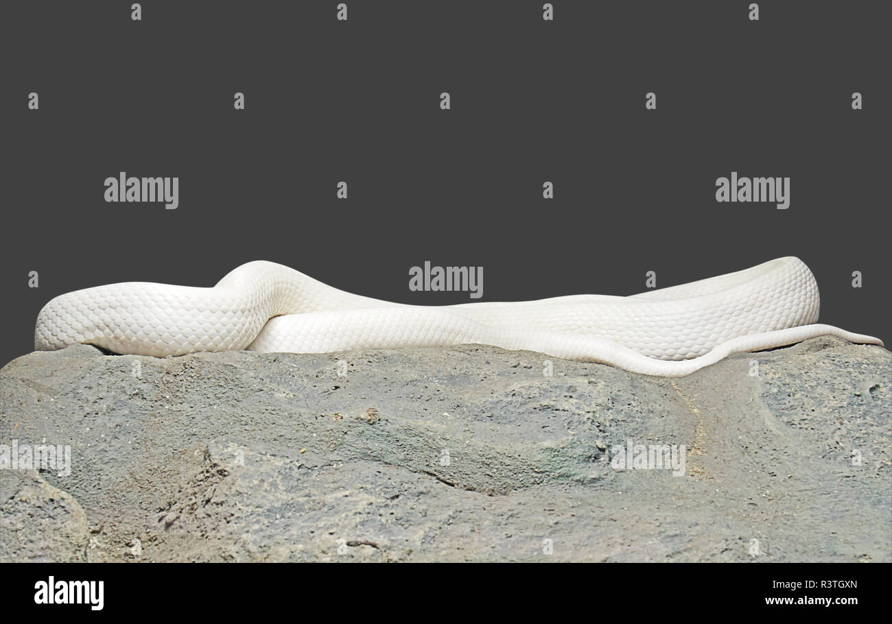 Albino Black Rat Snake Coiled on The Rock Isolated on Gray Background with Clipping Path Stock Photo