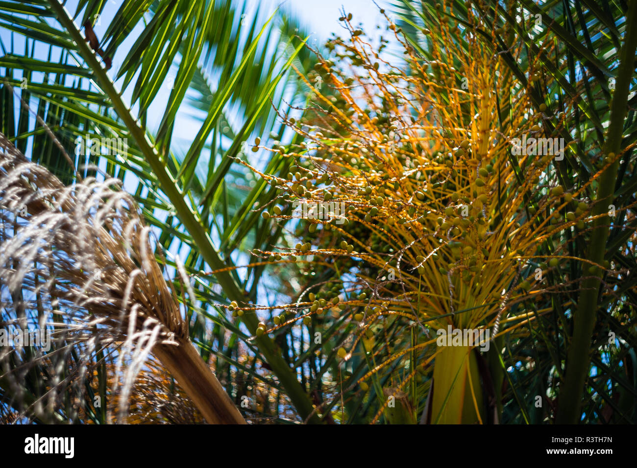 Palm tree leaves as a tropical background with copy space Stock Photo ...