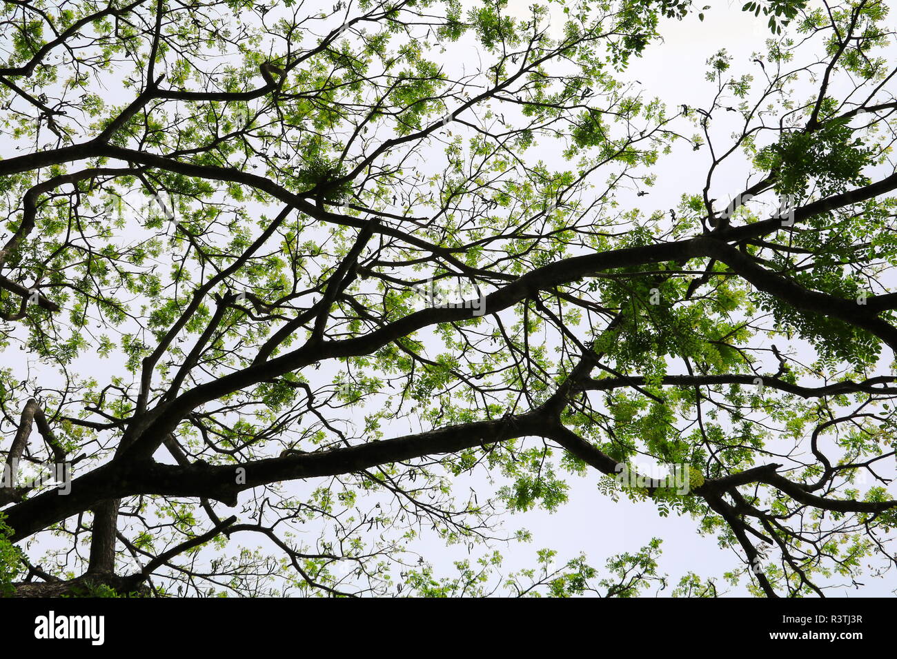 shadow branch and leaf of tree beautiful in the forest background ...