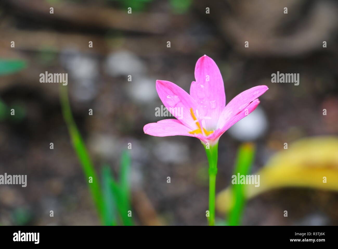 Rain lily zephyranthes grandiflora hires stock photography and images