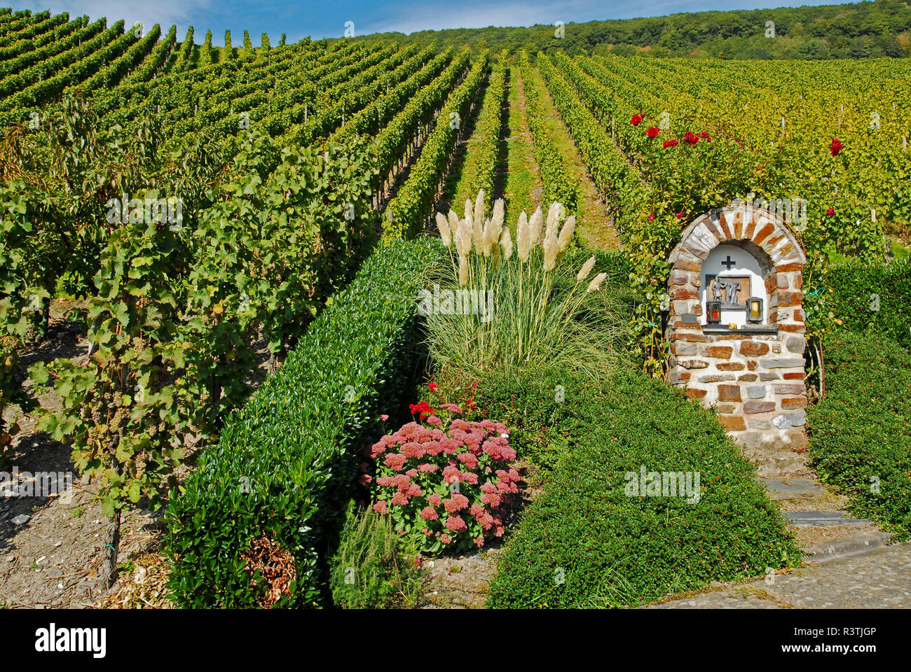 vineyard in autumn Stock Photo