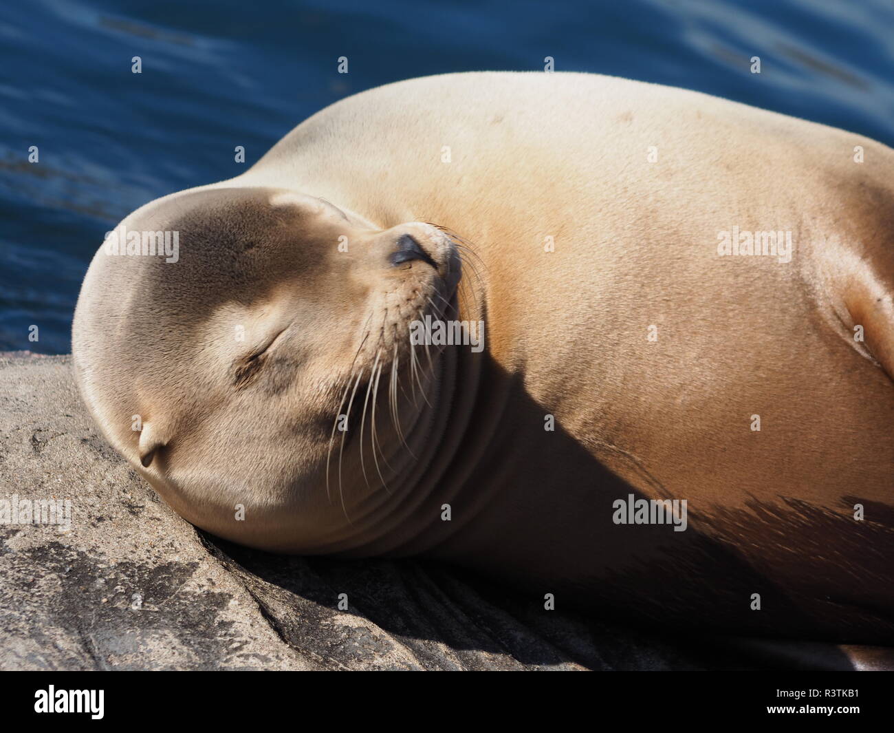 california sea lion Stock Photo