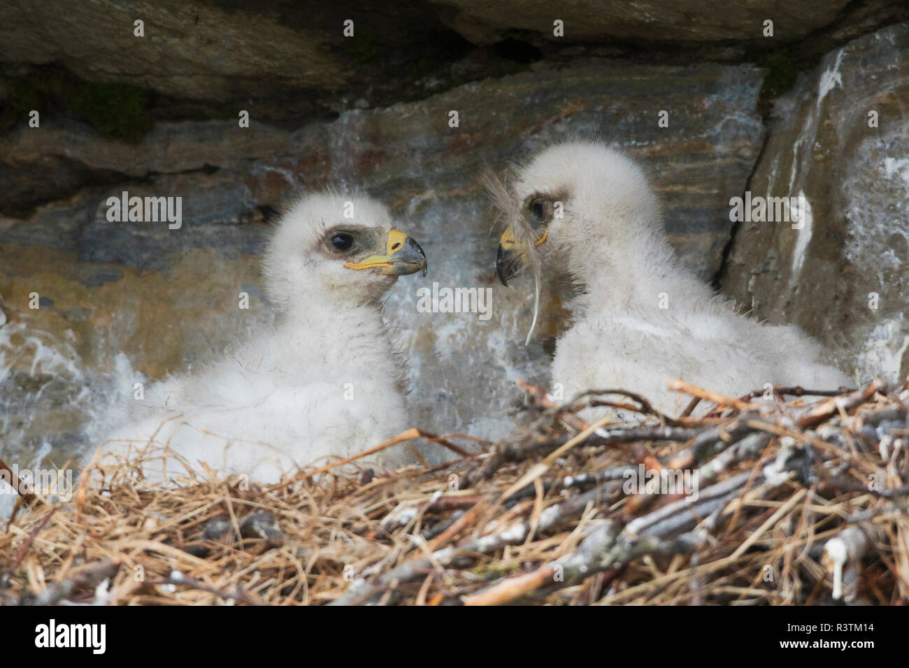 Golden eagle chicks Stock Photo Alamy