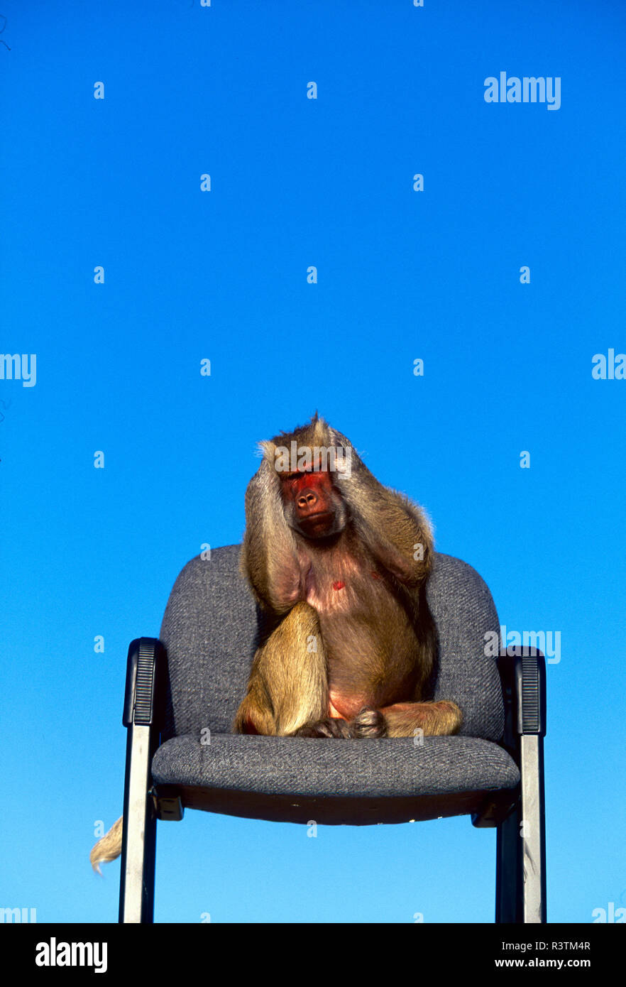 Hear No Evil Monkey Stock Photo - Alamy