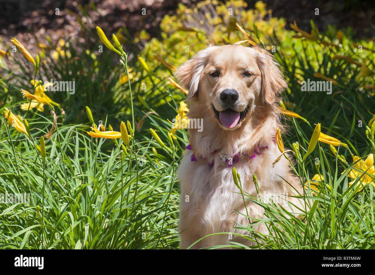 Golden Retriever sitting in a flower garden Stock Photo - Alamy
