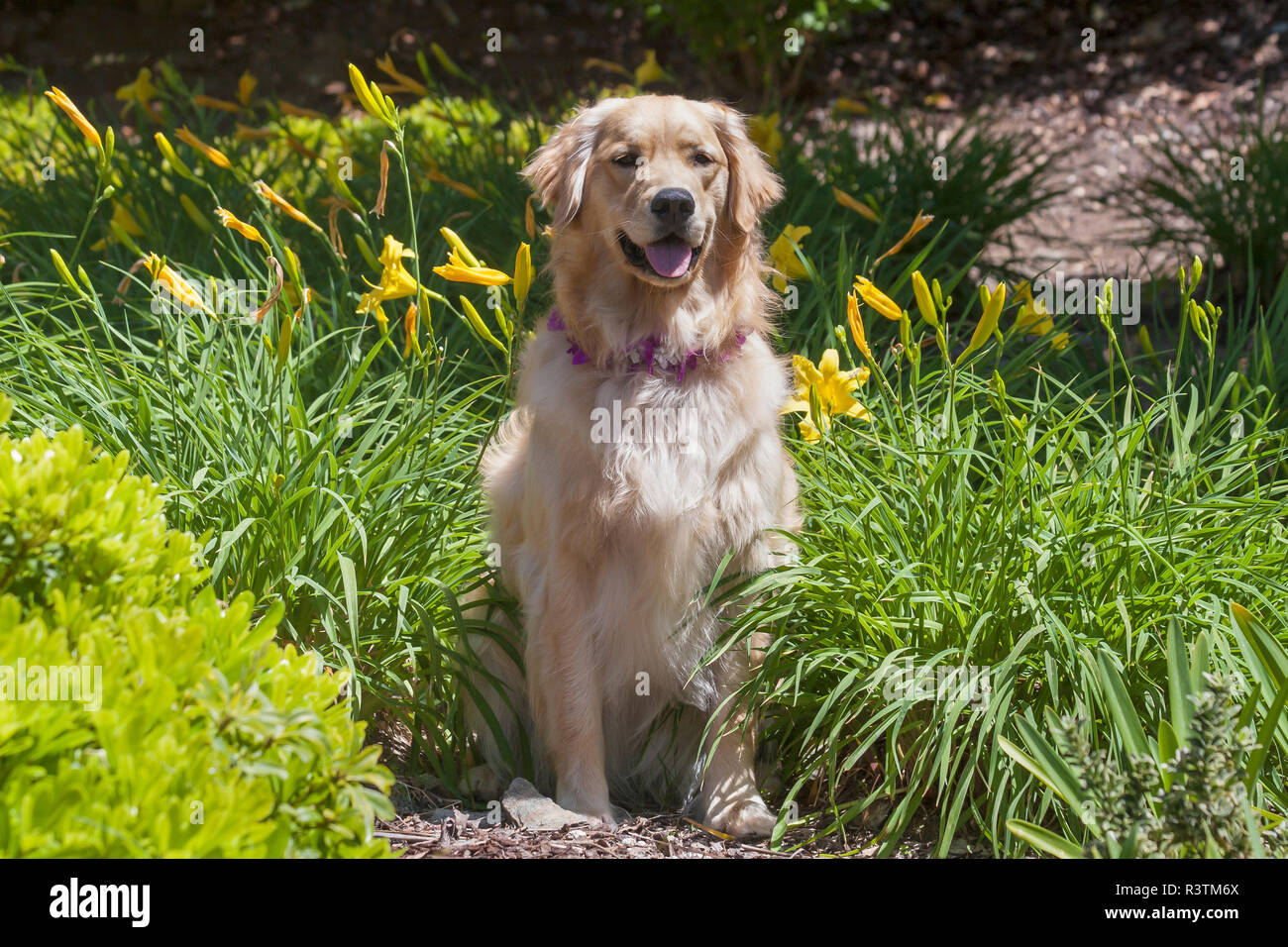 Golden Retriever sitting in a flower garden Stock Photo - Alamy