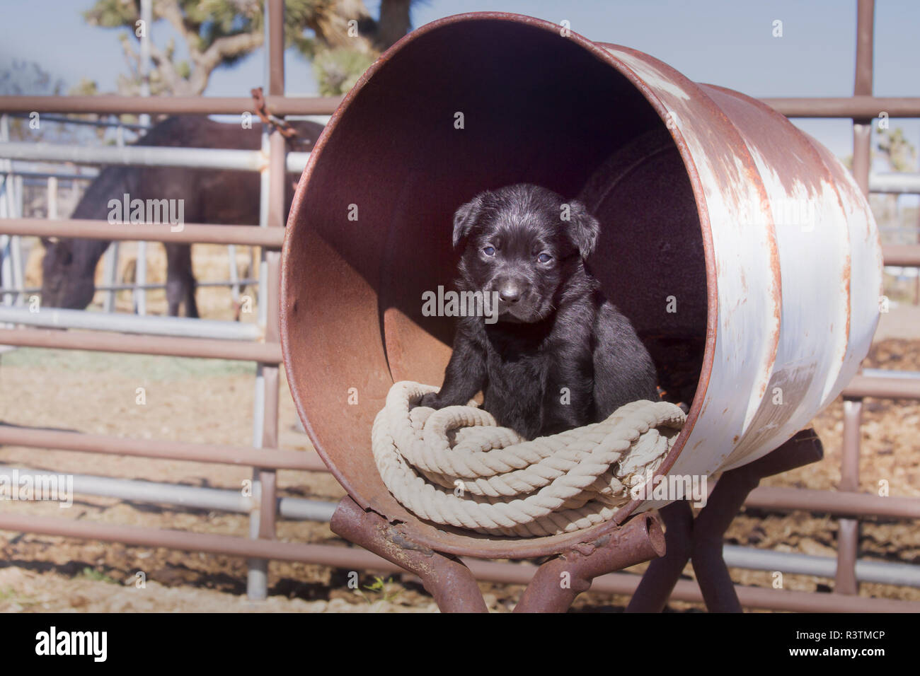 Black Labrador Retriever puppy sitting in a old barrel (PR Stock Photo ...