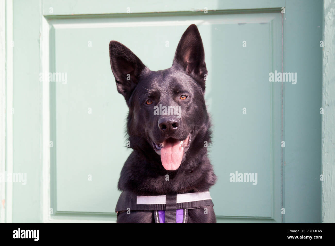 German Shepherd (PR) Stock Photo