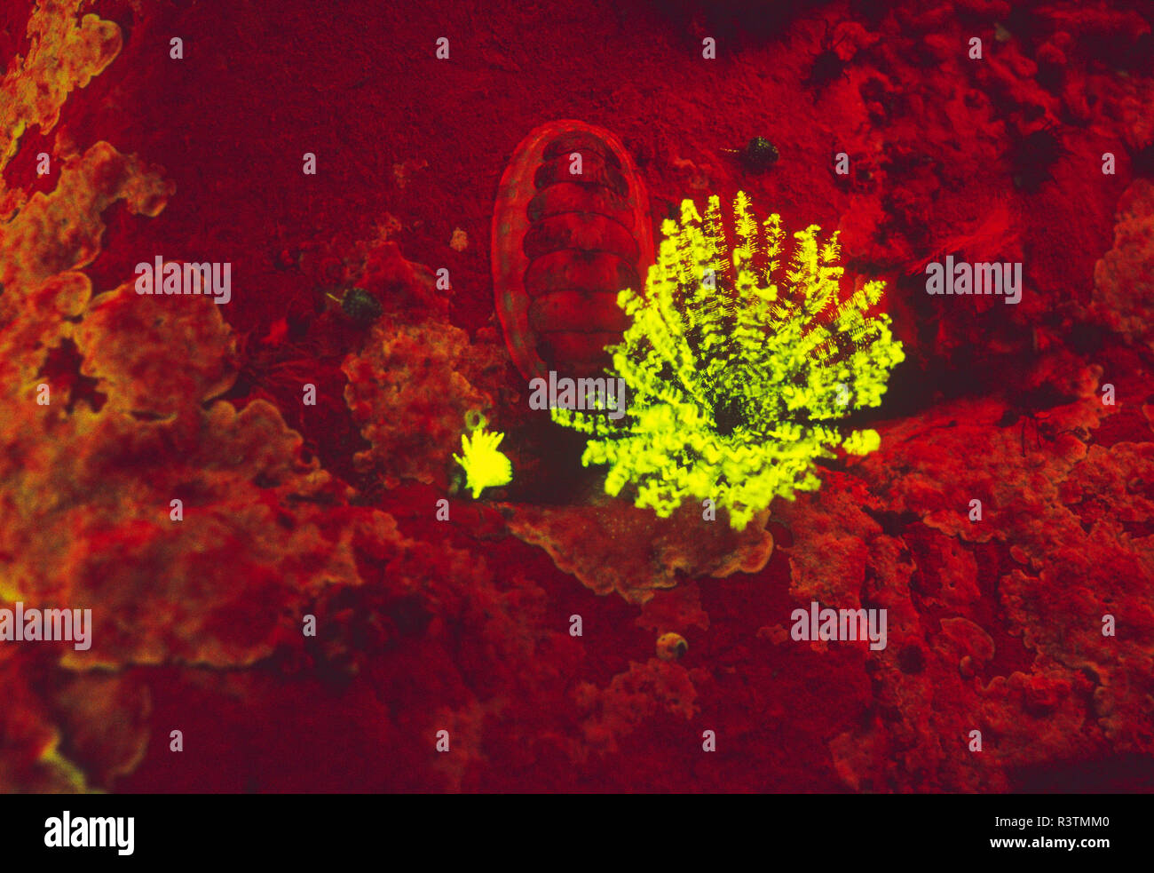 Fluorescence emitted from Tube Worm (Dodecaceria sp) and Encrusting Coralline Seaweed, Papua New Guinea Stock Photo