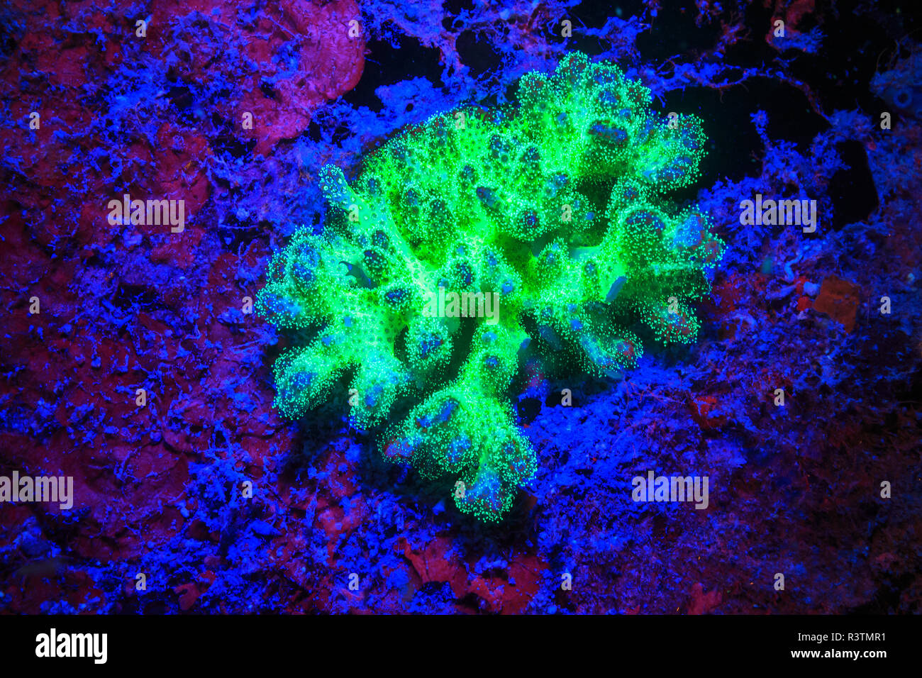Fused Staghorn Coral, Day Fluorescing, Palau, Rock Islands-World Heritage Site, Micronesia Stock Photo