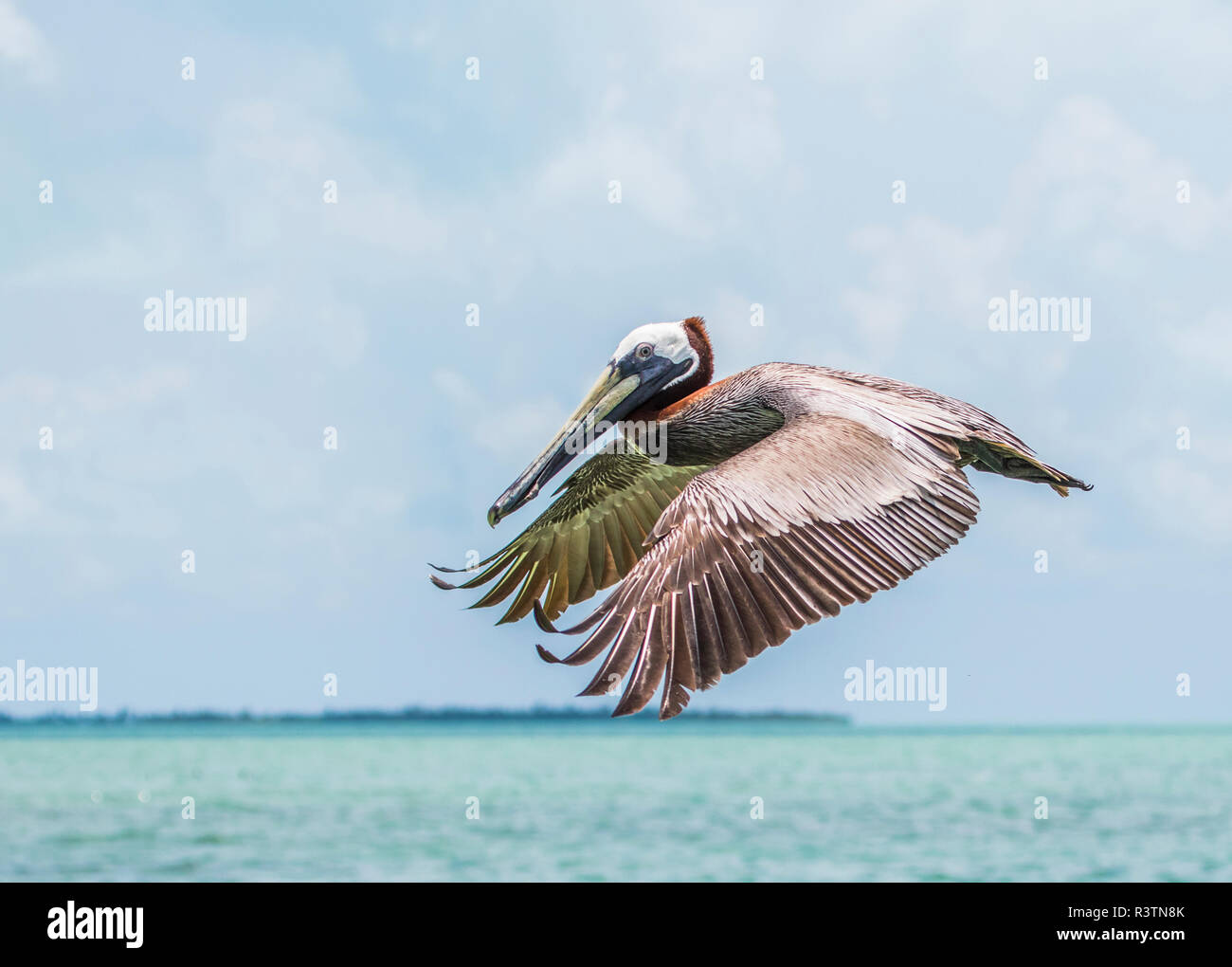 Belize, Ambergris Caye. Adult Brown Pelican flies over the Caribbean Sea Stock Photo