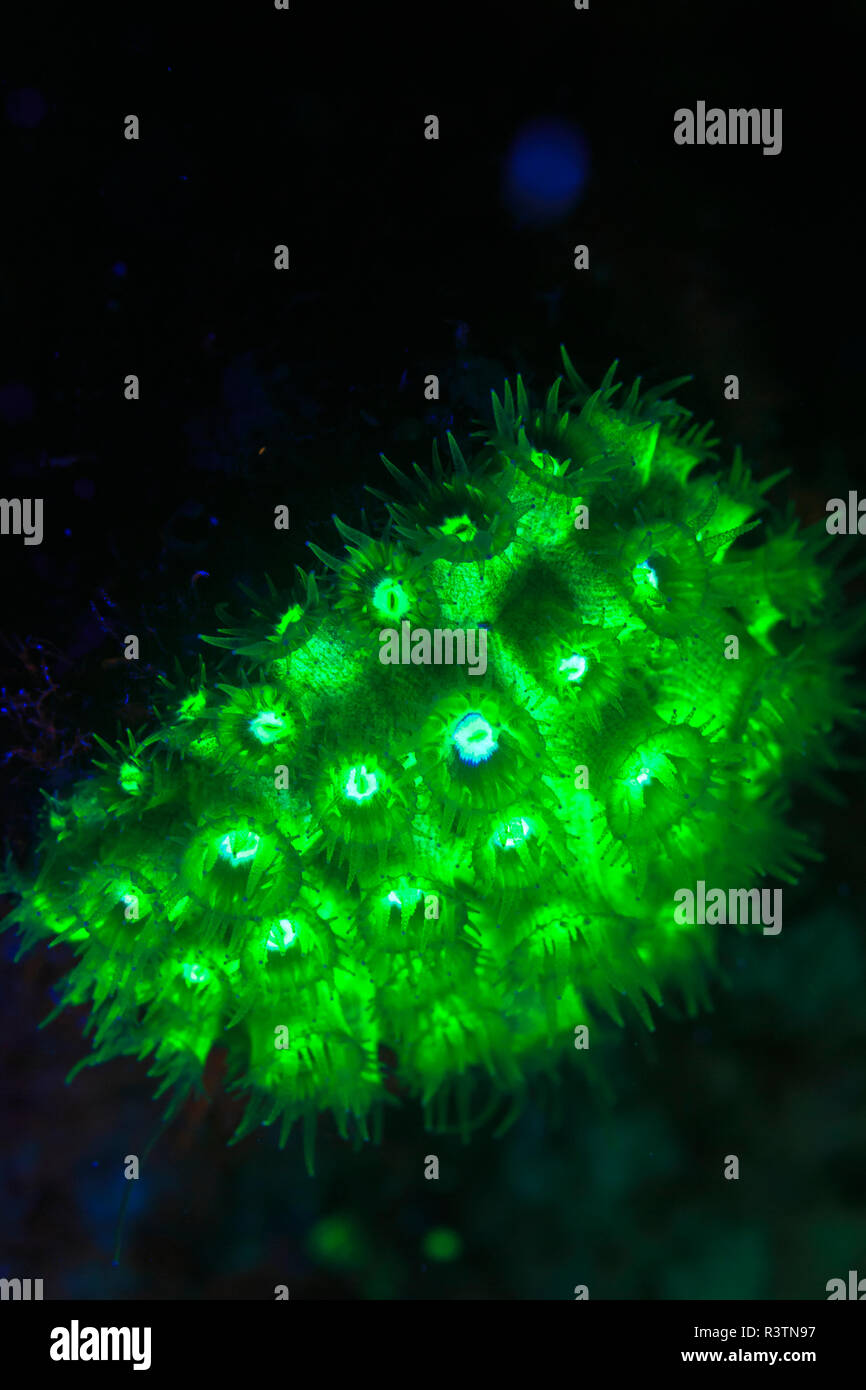 Night dive at Barrier Reef near Saint Georges Caye, Fluorescence emitted at night, exposed with special UV blocking filters, Belize, Central America Stock Photo