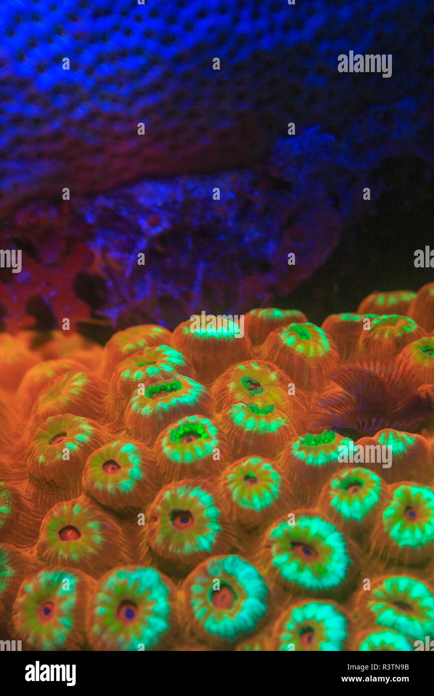 Night dive at Barrier Reef near Saint Georges Caye, Fluorescence emitted at night, exposed with special UV blocking filters, Belize, Central America Stock Photo
