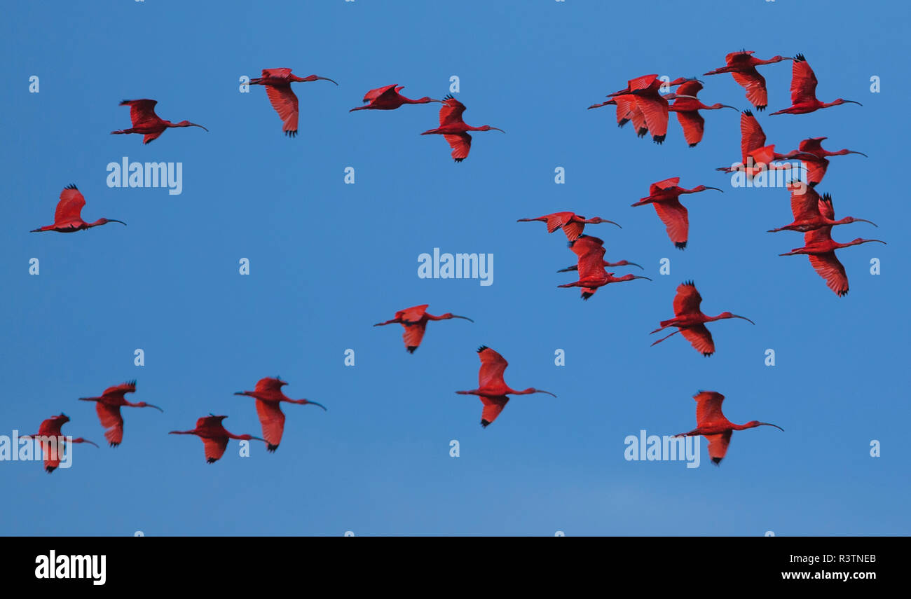 Scarlet ibis, Para State, Brazil Stock Photo
