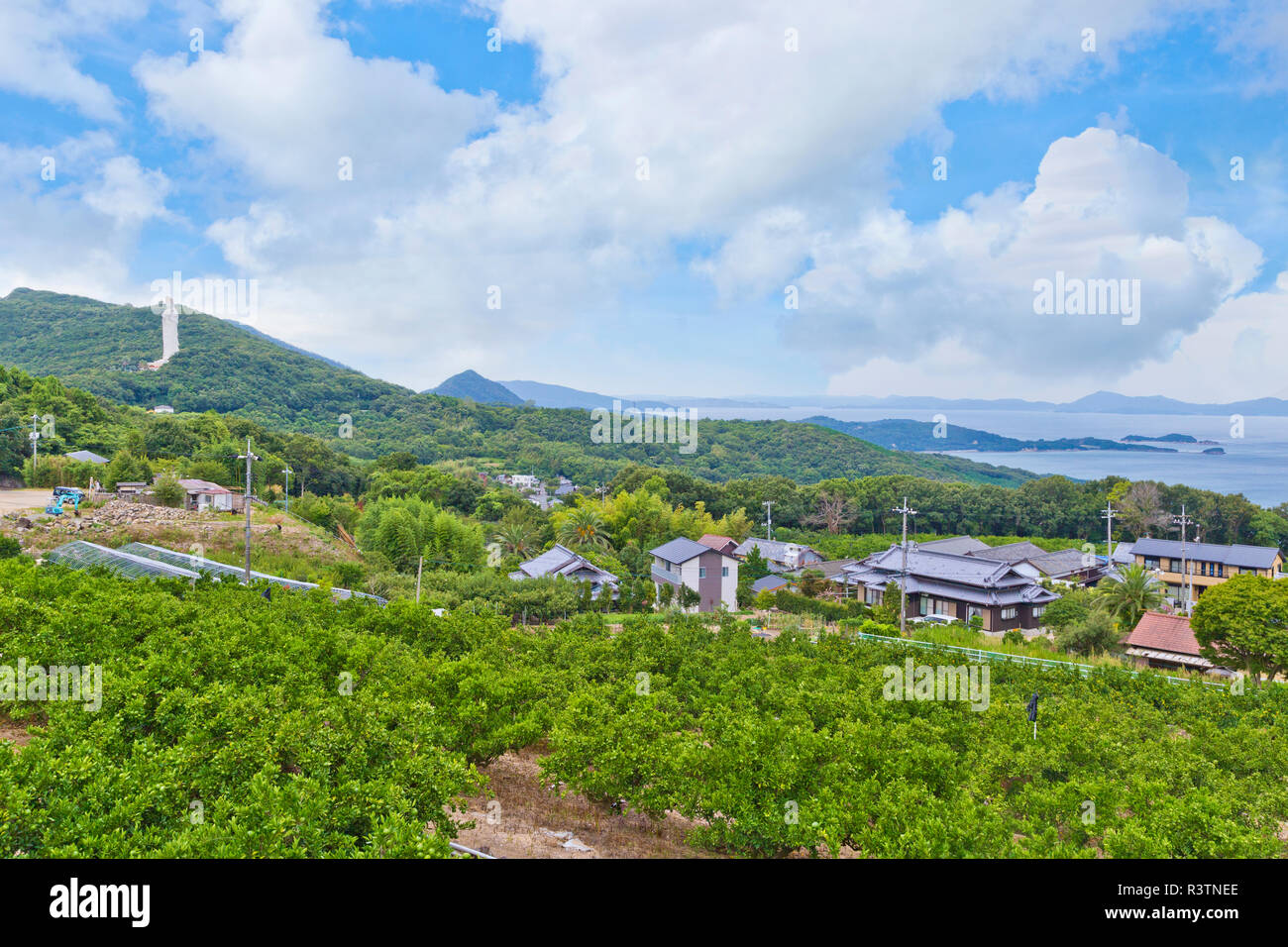 Orange Shikoku Farms at Shodoshima island, Shikoku, Japan Stock Photo