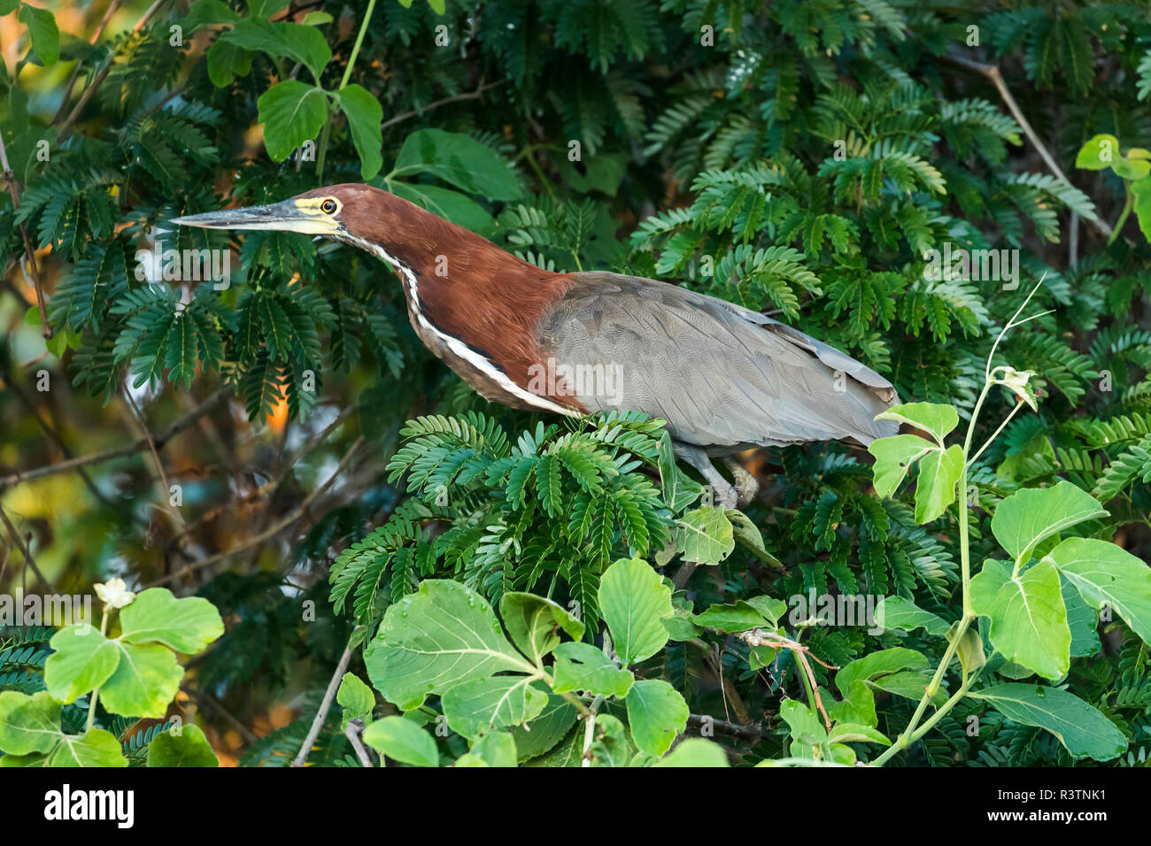 Brazil, The Pantanal. A Rufescent tiger heron adult sits in the branches of a tree. Stock Photo
