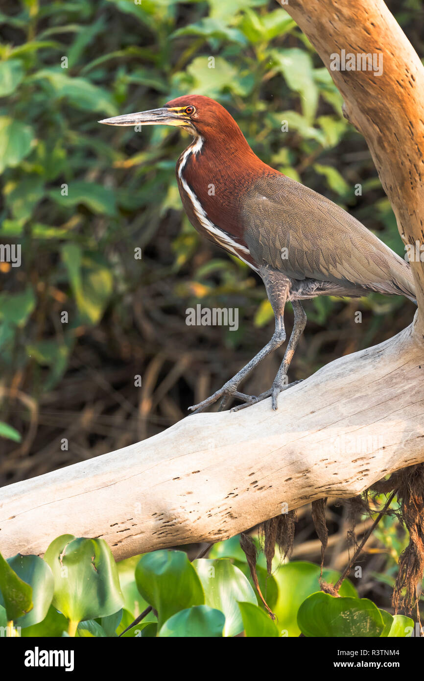 Brazil, The Pantanal. A Rufescent tiger heron adult sits on the branch of a tree. Stock Photo