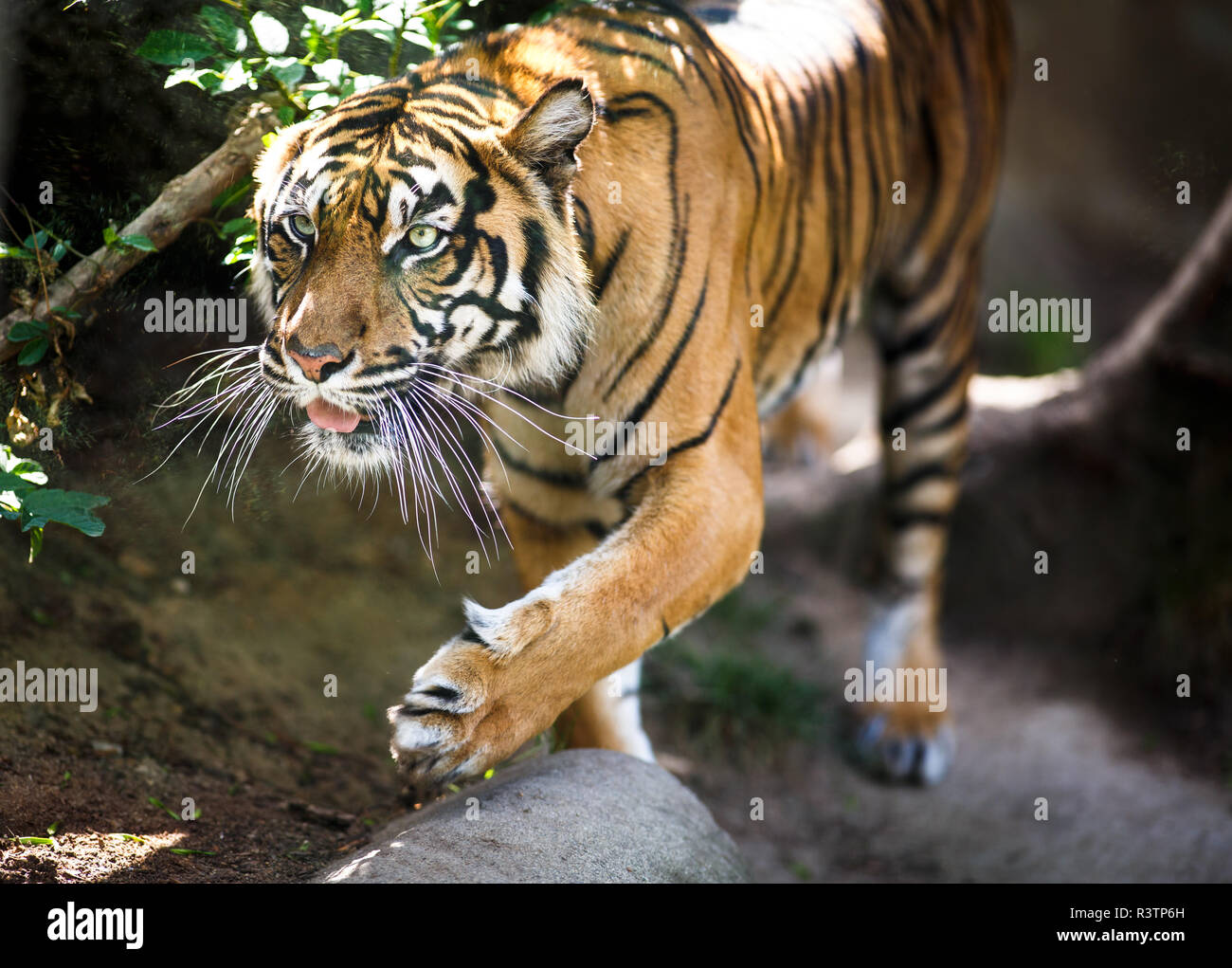 Closeup of a Siberian tiger also know as Amur tiger (Panthera tigris ...