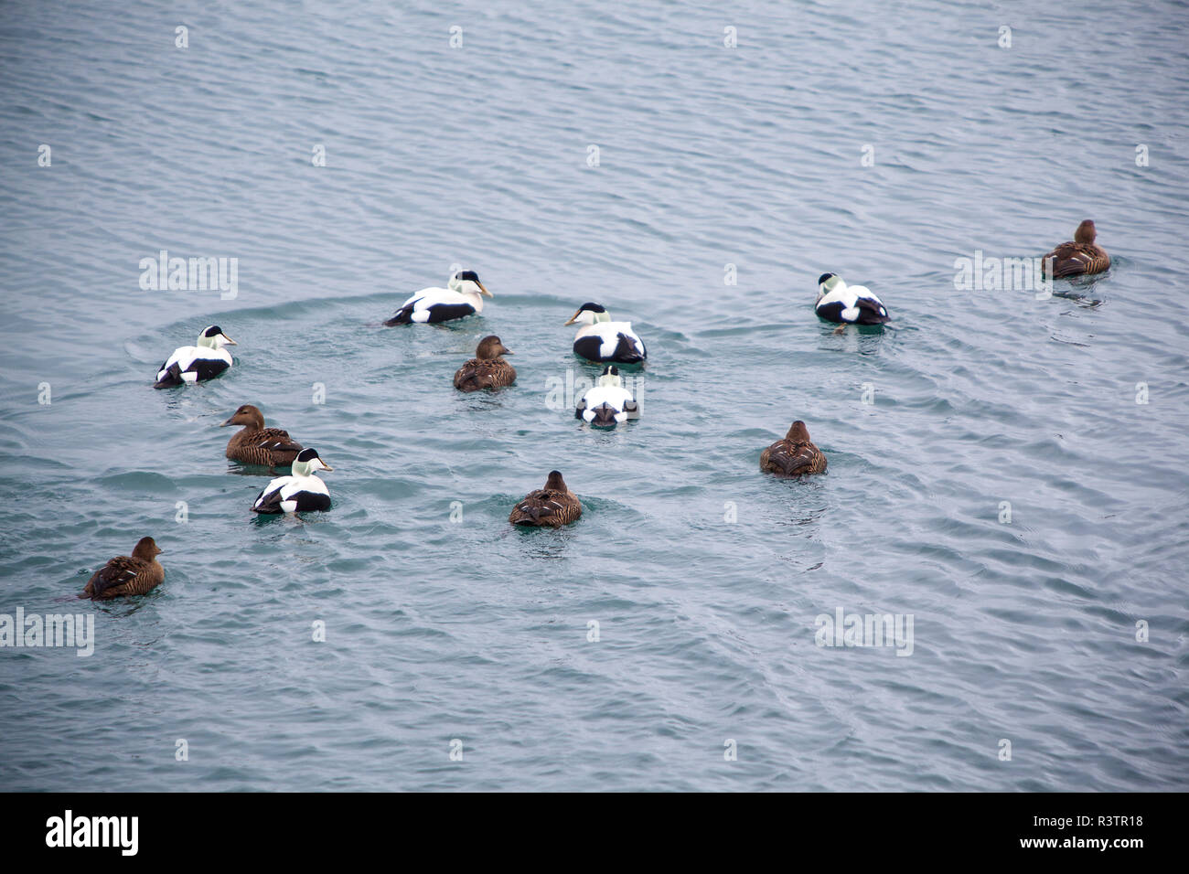 Different colored ducks on a lake Stock Photo - Alamy