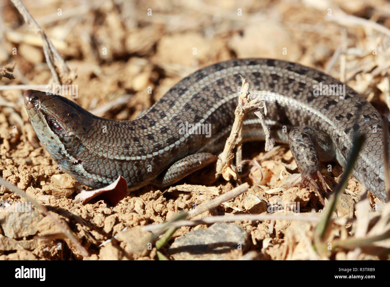 Pregnant wall lizard in the nature Stock Photo - Alamy