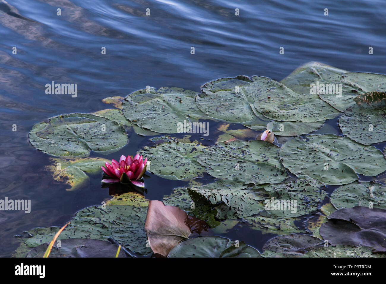 water lily on the water Stock Photo - Alamy